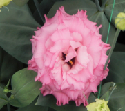 Batajnica - Rezani cvet lizijantus